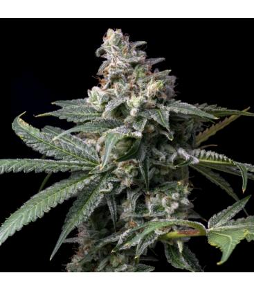 COOKIES SEED BANK - GMO X HOLLYWOOD FEM