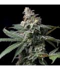COOKIES SEED BANK - GMO X HOLLYWOOD FEM