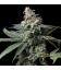 COOKIES SEED BANK - GMO X HOLLYWOOD FEM