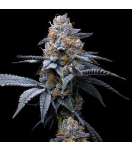 COOKIES SEED BANK - GMO X HOLLYWOOD FEM