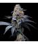 COOKIES SEED BANK - TROP COOKIES X HOLLYWOOD FEM