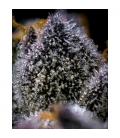 COOKIES SEED BANK - GMO X HOLLYWOOD FEM