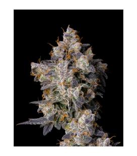 COOKIES SEED BANK - CHERRY ZELATO FEM
