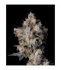 COOKIES SEED BANK - CHERRY ZELATO FEM