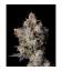 COOKIES SEED BANK - CHERRY ZELATO FEM
