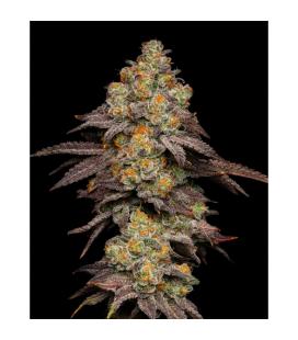 COOKIES SEED BANK - BIG Z FEM