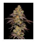 COOKIES SEED BANK - BIG Z FEM