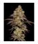 COOKIES SEED BANK - BIG Z FEM