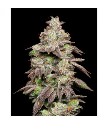 COOKIES SEED BANK - FRIED BANANA FEM