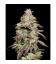 COOKIES SEED BANK - FRIED BANANA FEM