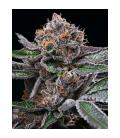 COOKIES SEED BANK - CANDY CANDY FEM
