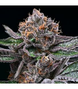 COOKIES SEED BANK - CANDY CANDY FEM