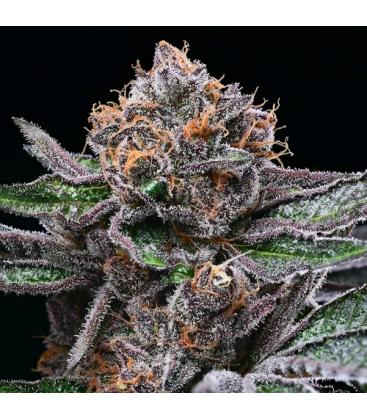 COOKIES SEED BANK - CANDY CANDY FEM