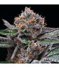 COOKIES SEED BANK - CANDY CANDY FEM