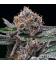 COOKIES SEED BANK - CANDY CANDY FEM