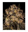 COOKIES SEED BANK - CHERRY FRITTER FEM