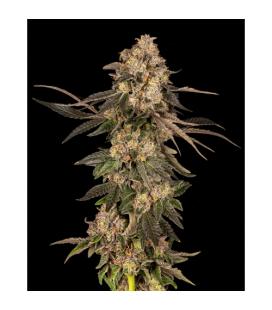 COOKIES SEED BANK - CHERRY FRITTER FEM