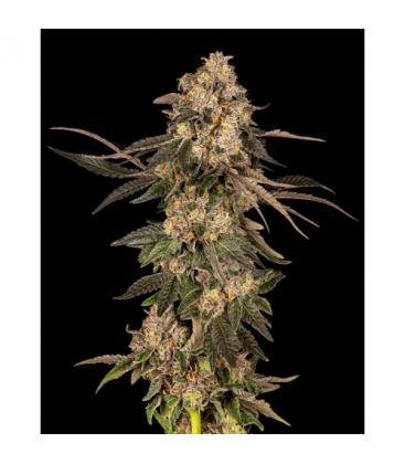 COOKIES SEED BANK - CHERRY FRITTER FEM