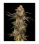 COOKIES SEED BANK - CHERRY FRITTER FEM
