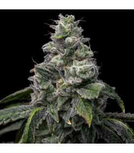COOKIES SEED BANK - UK CHEESE X HOLLYWOOD
