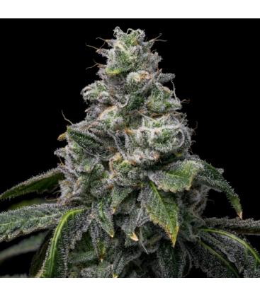COOKIES SEED BANK - UK CHEESE X HOLLYWOOD