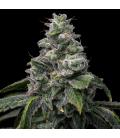 COOKIES SEED BANK - UK CHEESE X HOLLYWOOD