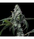 COOKIES SEED BANK - UK CHEESE X HOLLYWOOD