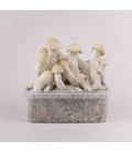 Yeti Grow Kit 1200 cc