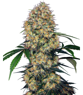 SENSI SEEDS - SENSI AMNESIA XXL AUTO
