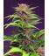 SWEET SEEDS - RED MIMOSA XL AUTO