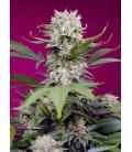 SWEET SEEDS - SWEET MANDARINE ZKITTLEZ XL AUTO