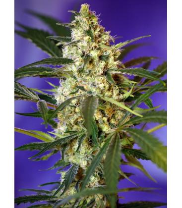 SWEET SEEDS - FAST BUD 2 AUTO