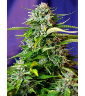 SWEET SEEDS - JACK 47 AUTO