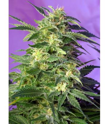 SWEET SEEDS - KILLER KUSH AUTO