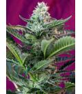 SWEET SEEDS - MOHAN RAM AUTO