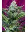 SWEET SEEDS - MOHAN RAM AUTO