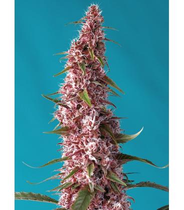 SWEET SEEDS - RED PURE AUTO CBD