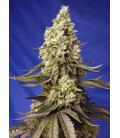 SWEET SEEDS - RUNTZ XL AUTO