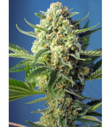 SWEET SEEDS - SAD SWEET AFGANI DELICIOUS AUTO