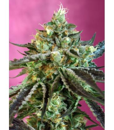 SWEET SEEDS - SWEET NURSE AUTO CBD