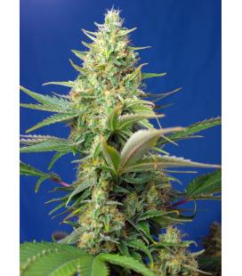 SWEET SEEDS - SWEET PURE AUTO CBD