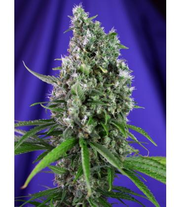 SWEET SEEDS - SWEET TRAINWRECK AUTO