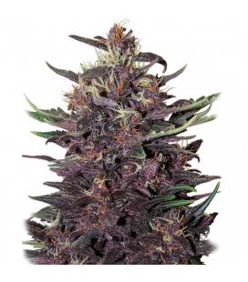 BUDDHA SEEDS - BUDDHA PURPLE KUSH AUTO