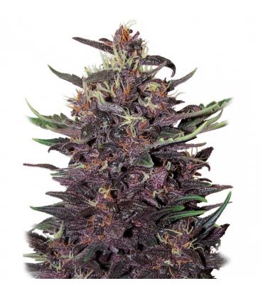 BUDDHA SEEDS - BUDDHA PURPLE KUSH AUTO