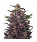 BUDDHA SEEDS - BUDDHA PURPLE KUSH AUTO