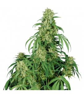 BUDDHA SEEDS - CALAMITY JANE AUTO