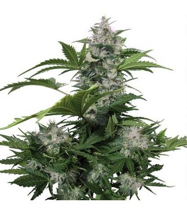 BUDDHA SEEDS - WHITE DWARF AUTO