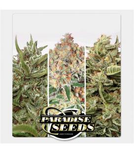 PARADISE SEEDS - AUTO COLLECTION PACK 1