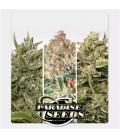 PARADISE SEEDS - AUTO COLLECTION PACK 2