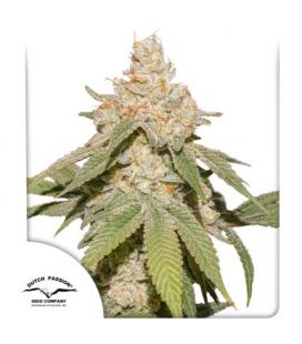 DUTCH PASSION - AUTO SFV OG